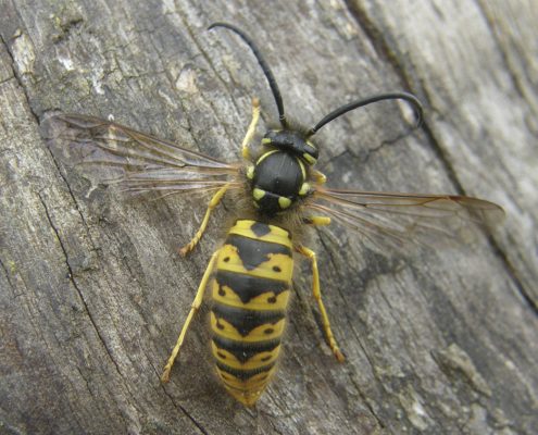 Servicios de Control de Avispas Amarillas